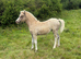 Welsh part bred filly