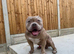 Pocket bully puppies for sale