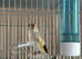 Peid goldfinch