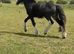 2 year old mini cob gelding