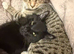 &pound;50 each-mixed breed cats for sale