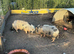 Micro pigs sows