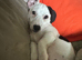 Black/white mini jack russel boy available for stud
