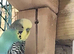 turquoise and blue male
