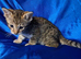 Seriously spotty Savannah kittens