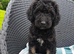 Beautiful fluffy Labradoodle