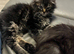 Maine coon kitten