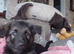 German Shepherd Puppy