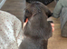 Springer spaniel cross dachshund puppies