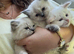 Rare siberian Neva Mosquerad/ ragdoll blue mittens