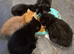 Stunning litter of 6 kittens