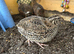 Female Coturnix Quail