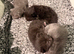 Gorgeous kittens