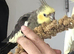 Stunning baby cockatiel (Greenish grey)