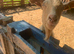 2 goats for sale