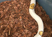 Royal pythons