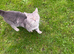 Cat for sale