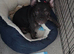 18 weeks Frenchie x micro bully female