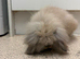10 Week old Male Rabbit For Sale