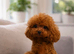 exquisite Asian Maltipoo Puppies