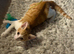 FREE kitten with accessories