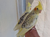Super silly hand tamed baby cockatiels