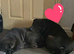 shar pei