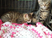 Kittens adorable ready to leave now