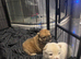 2 stunning male chow chow Puppys left out litter of 3