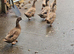 Kahkai Campbell ducks