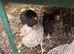 Crested cream Legbar males