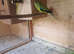 Elegant Grass Parakeets