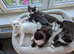Magical Ragdoll kittens