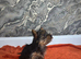 Yorkshire terrier puppy