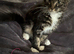 Mainecoon kittens Ready Now