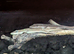 Have a pair of Green Anole for sale