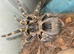 Grammostola pulchripes