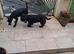 Miniature schnauzer pup 16 weeks old