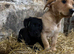 Puppies