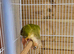 Bonded Breeding pair conure