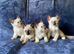 Beautiful Siamese Kittens