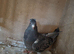 Fancy pigeons available