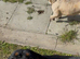 Loving Rottweiler