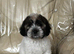Cute & Cuddly Shorkie Puppies Available
