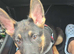 5 months old german shepherd