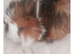 Female guinea pig