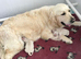 Beautiful golden retriever puppies