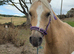 Welsh sec b mare