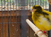 Canaries