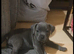 Kc regitered staffordshire bull terrier pups for sale
